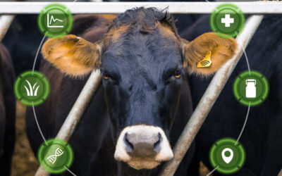 Razem przeciw chorobom zakaźnym – rozszerzmy wsparcie bioasekuracyjne na hodowców bydła